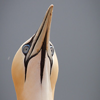 Northern gannet