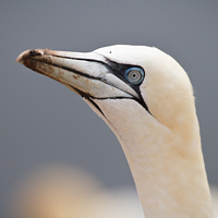 Northern gannet