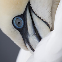 Northern gannet