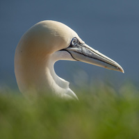 Northern gannet