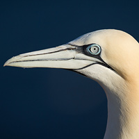 Northern gannet