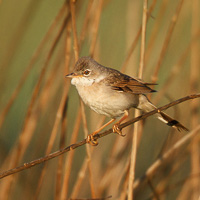 Common Whitethroat