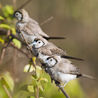 Double-barred finches