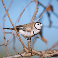 Double-barred finch