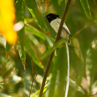 Indian paradise flycatcher