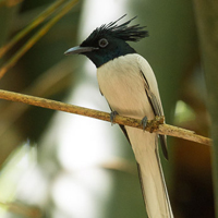 Indian paradise flycatcher