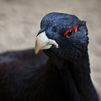 Capercaillie