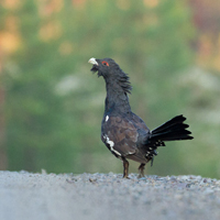 Capercaillie