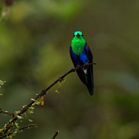 Crowned woodnymph