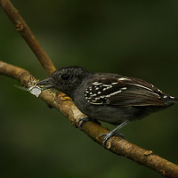 Western Slaty-Antshrike