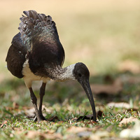 Straw-necked Ibis