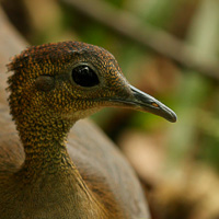 Great Tinamou