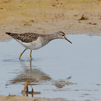 Wood Sandpiper