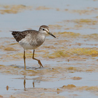 Wood Sandpiper