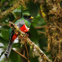 Collared Trogon