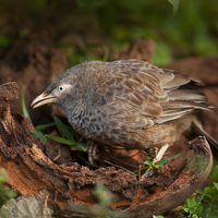 Yellow-billed babbler