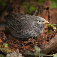 Yellow-billed babbler