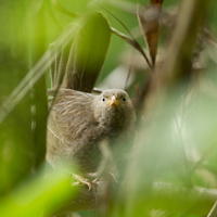 Yellow-billed babbler