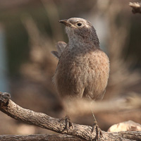 Arabian Babbler