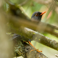 Indian blackbird