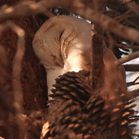 Barn Owl