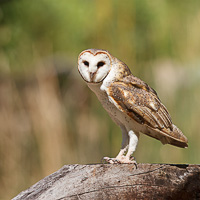 Barn Owl