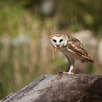 Barn Owl