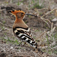 Hoopoe