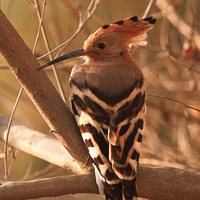 Hoopoe