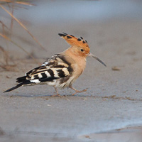 Hoopoe