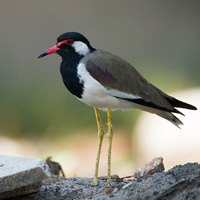 Red-wattled lapwing