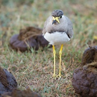 Yellow-wattled lapwing