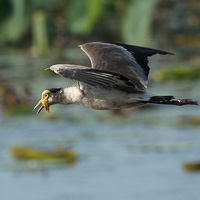 Masked Lapwing