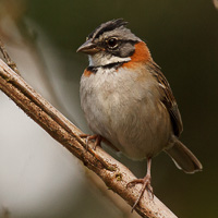 Rufous-collared Sparrow