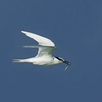 Black-naped terns