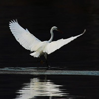 Little Egret