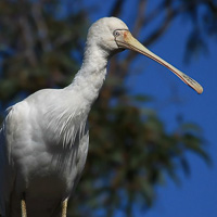 Yellow-billed Spoonbill