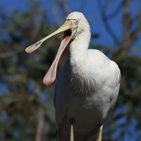 Yellow-billed Spoonbill