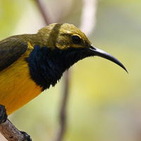 Yellow-bellied sunbird