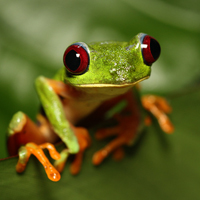 Red-eyed tree frog