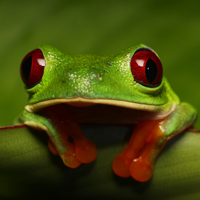 Red-eyed tree frog