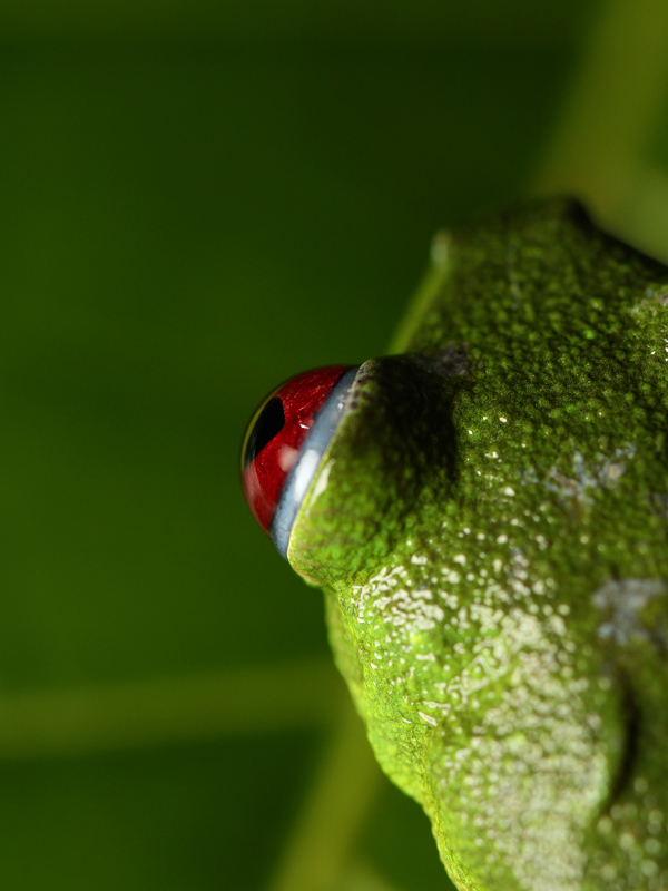 deepgreenphoto.com