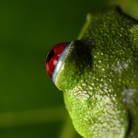 Red-eyed tree frog