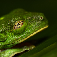 Red-eyed tree frog