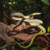 Green vine snake