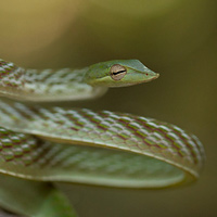 Green vine snake