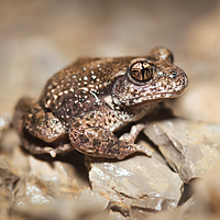 Midwife toad