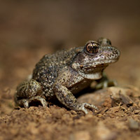 Midwife toad