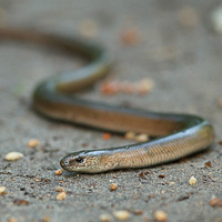 Blindworm