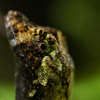 Anolis